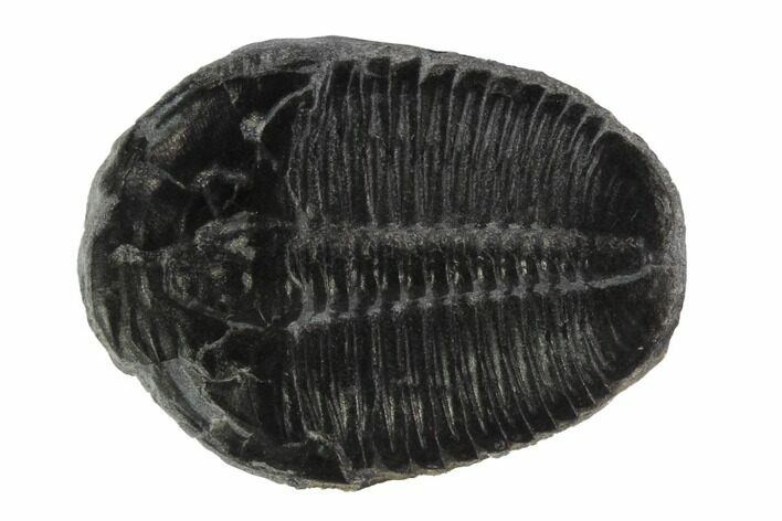 Elrathia Trilobite Fossil - Wheeler Shale, Utah #97128